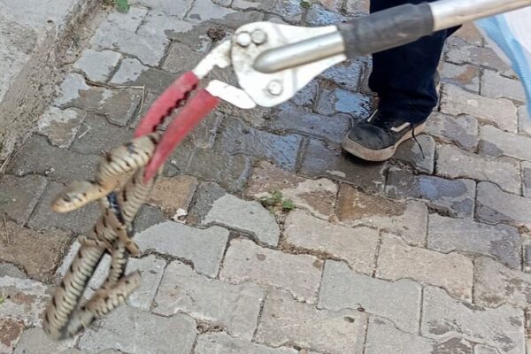 Evde yılan alarmı: İtfaiye devreye girdi